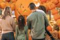 Pumpkins at Kentucky Kingdom