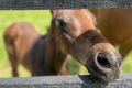 Mint Julep Experiences Bourbon & Horse Country Tour